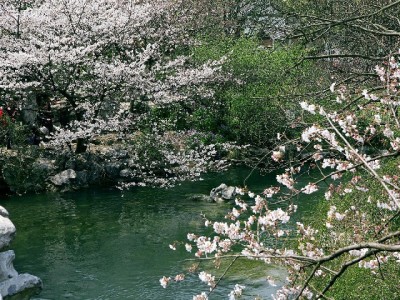 移动套餐花呗扣款失败？四步排查+解决方法全攻略