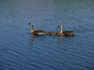 抖音月付收款收费全解析 安出掌柜助商家降本提效
