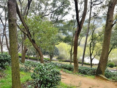 花呗还款银行卡怎么选？主流银行+安出掌柜助你避坑