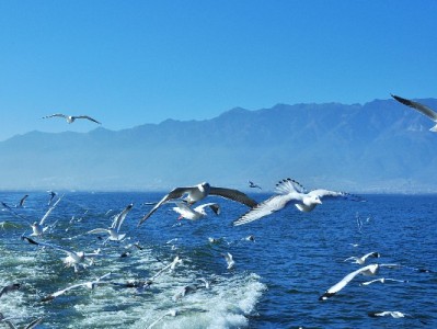 花呗红包三大隐藏套路揭秘！出财小神教你避开消费陷阱