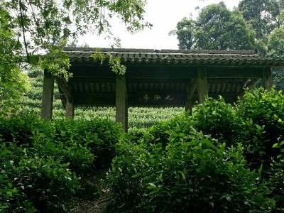 射灯打亮商品，抖音月付"助攻"：小店生意悄悄涨了20%