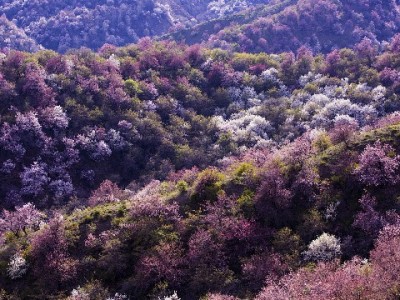 羊小咩额度权益合规使用指南 安全“刷出”方式全解析