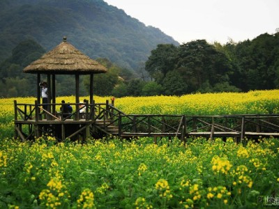 羊小咩套现点位怎么算？关键因素与风险全解析