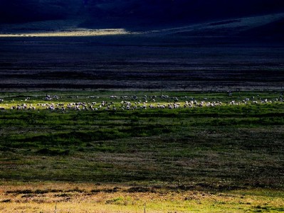 花呗抖音月付套现是真的吗？出财小神提醒：风险远大于“便利”