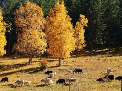 商家花呗计费全解析：费率怎么算？安出掌柜带你看明白