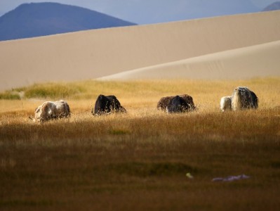 羊小咩提前结清遇阻引争议？赏财信商灵活还款成用户新选择