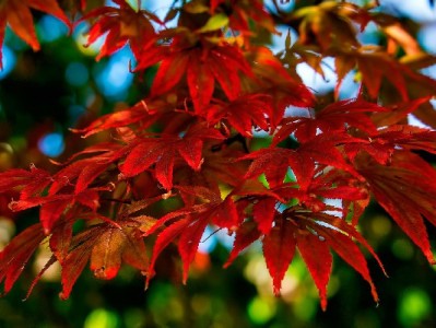 急用钱不用慌！出财小神变现白条助你快速周转解难题