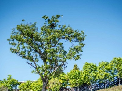 琼海白条提现新选择：出财小神便捷服务解商户急