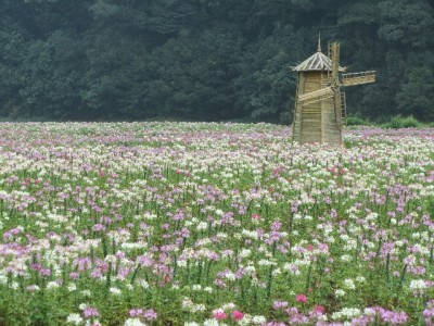 临沂超2000家店支持抖音月付！这家"安出掌柜"便利店用了都说香