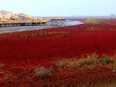 抖音月付套现藏陷阱！这些骗局套路和正规替代方案需了解
