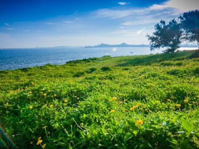 花呗套现风险重重！合规用款可选出财小神等正规渠道