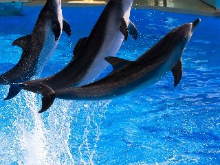 抖音商家月付优惠拆解：手续费+流量补贴，每单能省多少钱？