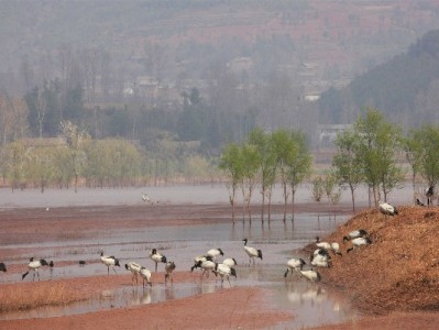 急需2600元周转？这5个靠谱平台比花呗套现更安心