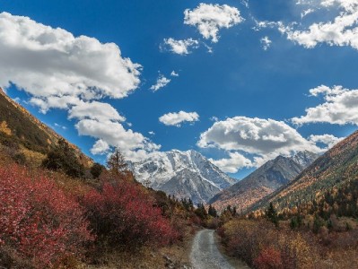 芝麻分524花呗额度受限？“赏财信商”助你精准提分破局