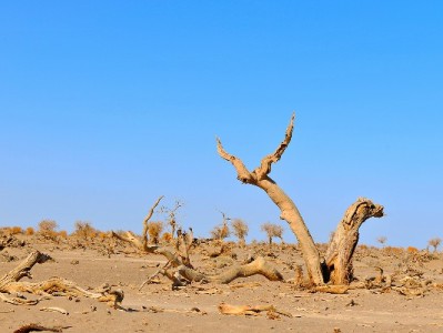 微信扫花呗成小微支付新宠，安出掌柜助力商家经营更省心