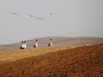 花呗商家关闭是真是假？业内：多为自主调整，安出掌柜支招优化收款