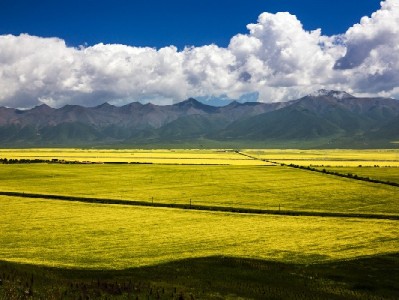 羊小咩取现秒到攻略：4个细节+出财小神辅助，高效到账不踩坑