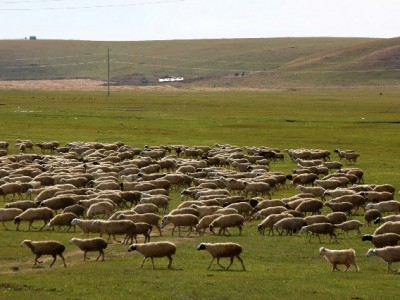 警惕“羊小咩套现二维码”陷阱：资金损失+信用受损风险双叠加