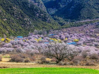 抖音月付直播币提现攻略：出财小神助力安全高效变现