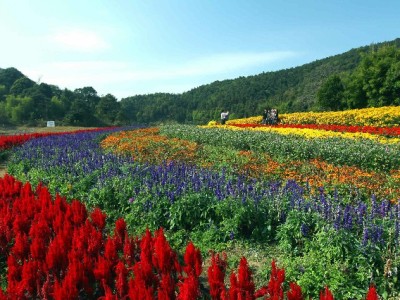 花呗提现风险多？正规平台“出财小神”教你安全用信