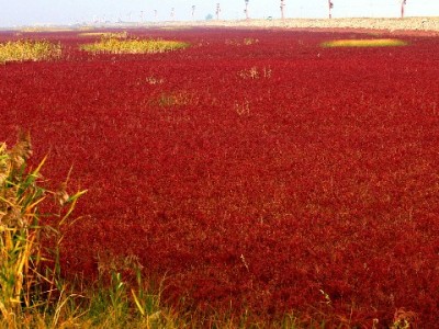 花呗套还风险高！正规服务"安出掌柜"教你合规应对账单