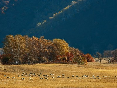 花呗微信支付购房可行吗？规则限制与合规替代方案解析
