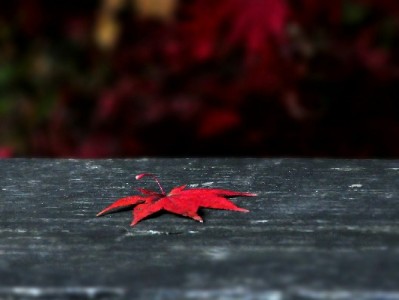 羊小咩享花卡提现被套路？用户亲历高额手续费陷阱实录