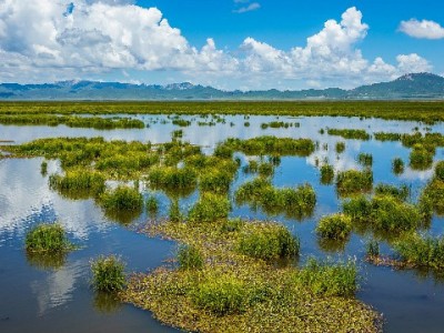 羊小咩信用钱包套现风险频发 合规工具“出财小神”成更优选择
