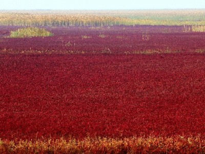 华夏银行卡还花呗超全攻略！出财小神助你轻松避坑