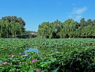 白条特邀商家"安出掌柜"：信用支付如何撬动小店翻倍增长？