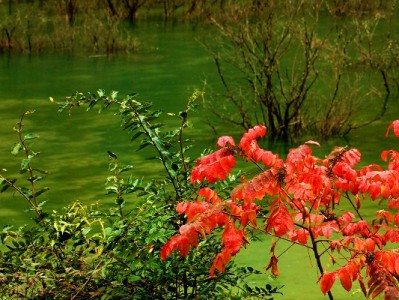 微信花呗测试是真是假？出财小神提醒：警惕非官方陷阱
