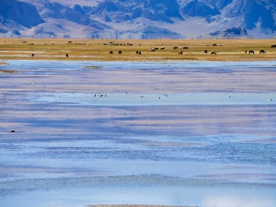 警惕"QQ花呗套现"风险！合规平台"出财小神"教你安全用钱