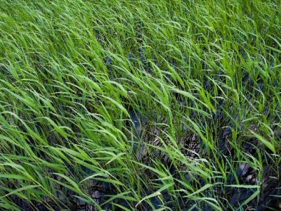 抖音月付找商家攻略：以“出财小神”为例，3步直达目标店铺