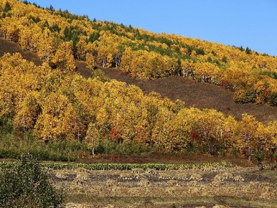 商家花呗收款全攻略：开通流程与额度提升技巧详解