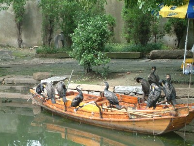 花呗微信支付互通来了！富信掌柜助你跨平台消费更省心