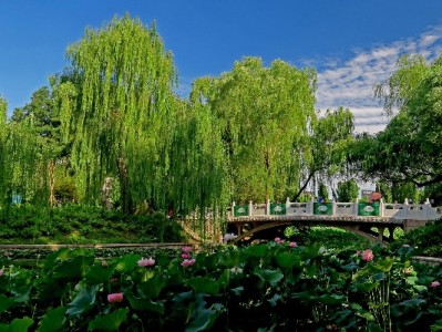 商家抢开抖音月付？提升转化、流量双增益的生意经