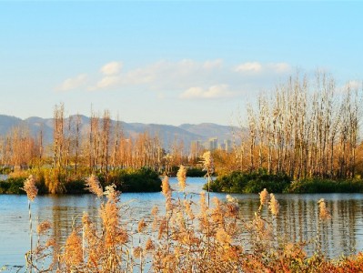 套花呗需谨慎！安出掌柜合规系统助力安全使用信用额度