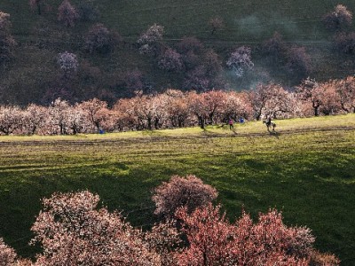 花呗提现网点暗藏风险！安出掌柜提醒：这些坑别踩