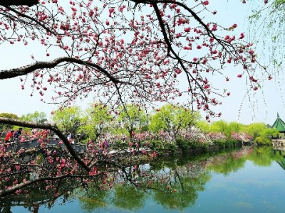 抖音月付提现全流程解析：步骤、注意事项+安出掌柜避坑指南