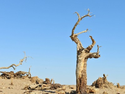 富信掌柜助力移动用户：套餐合约+花呗分期，轻松享品质通信