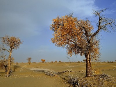 app商家如何开通花呗转账？提升转化率的收款攻略来了
